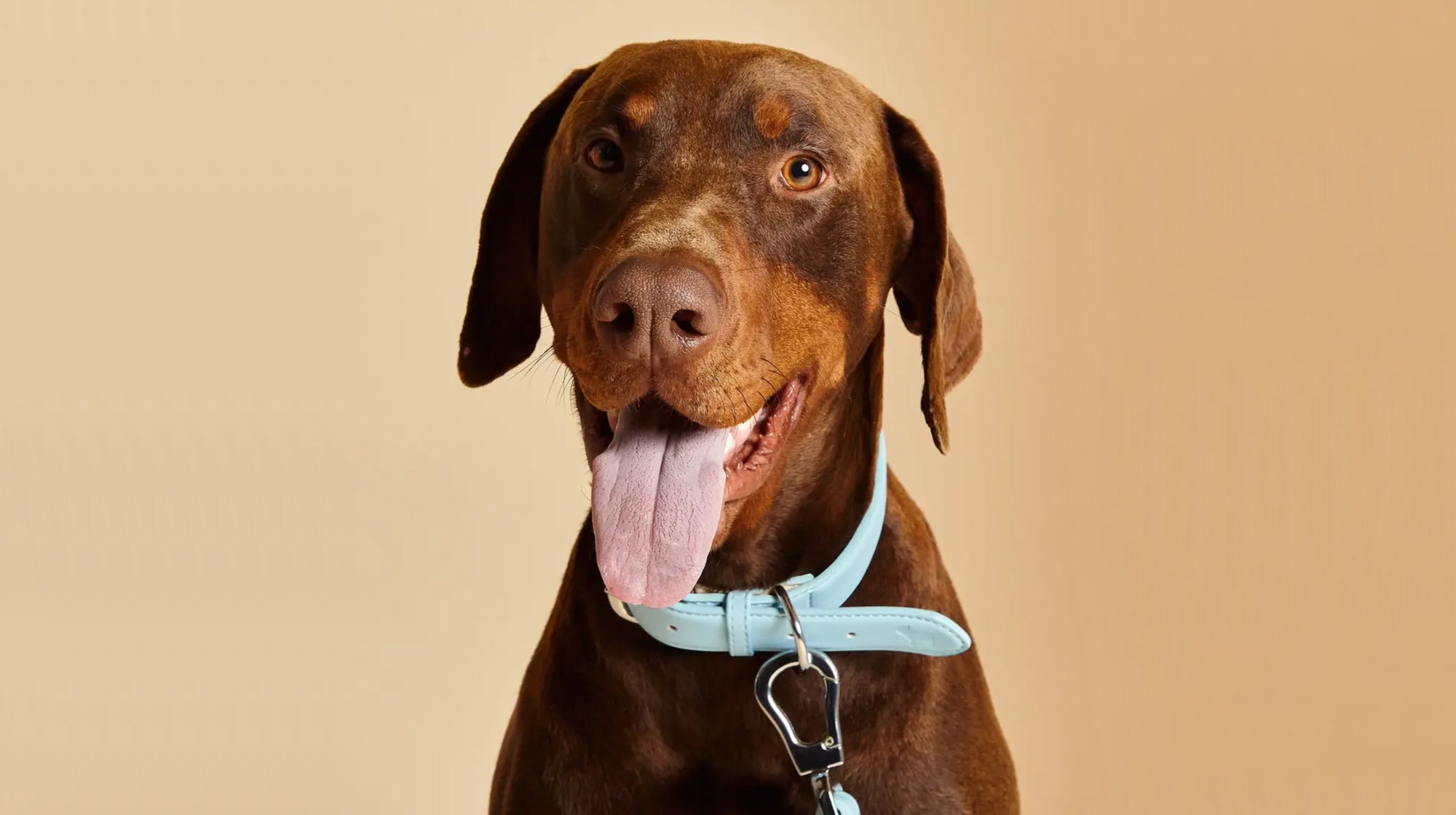 Dog Collar Vs Dog Harness: which is best?, The Dog Blog