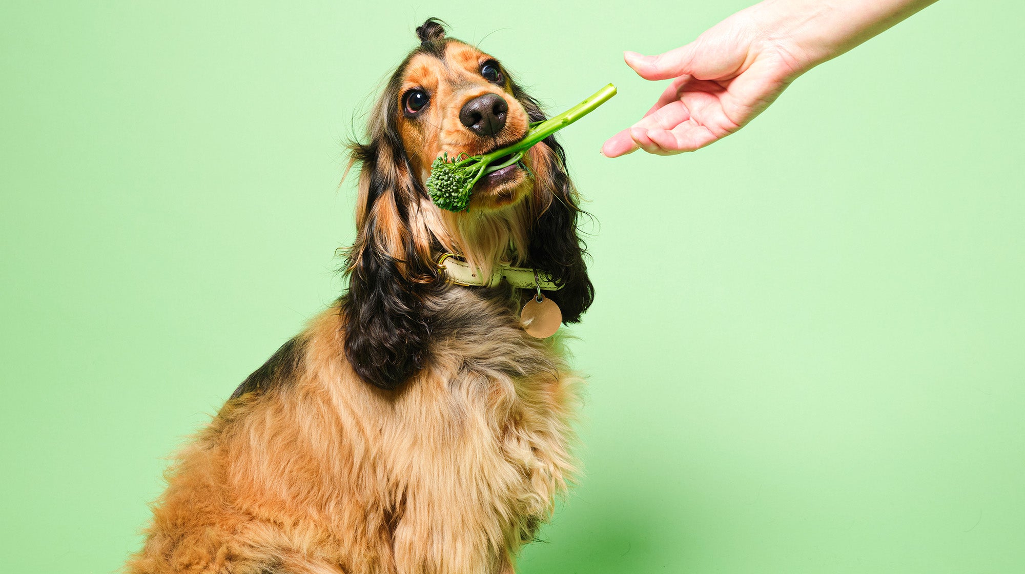 Giving dogs human food best sale