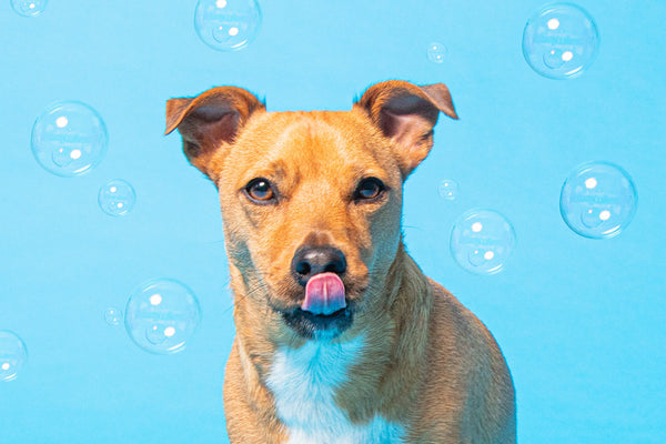 Bathing a puppy for the first time