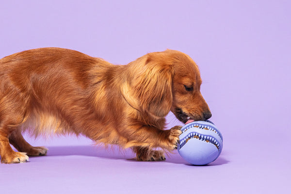 How to tire out your high-energy puppy