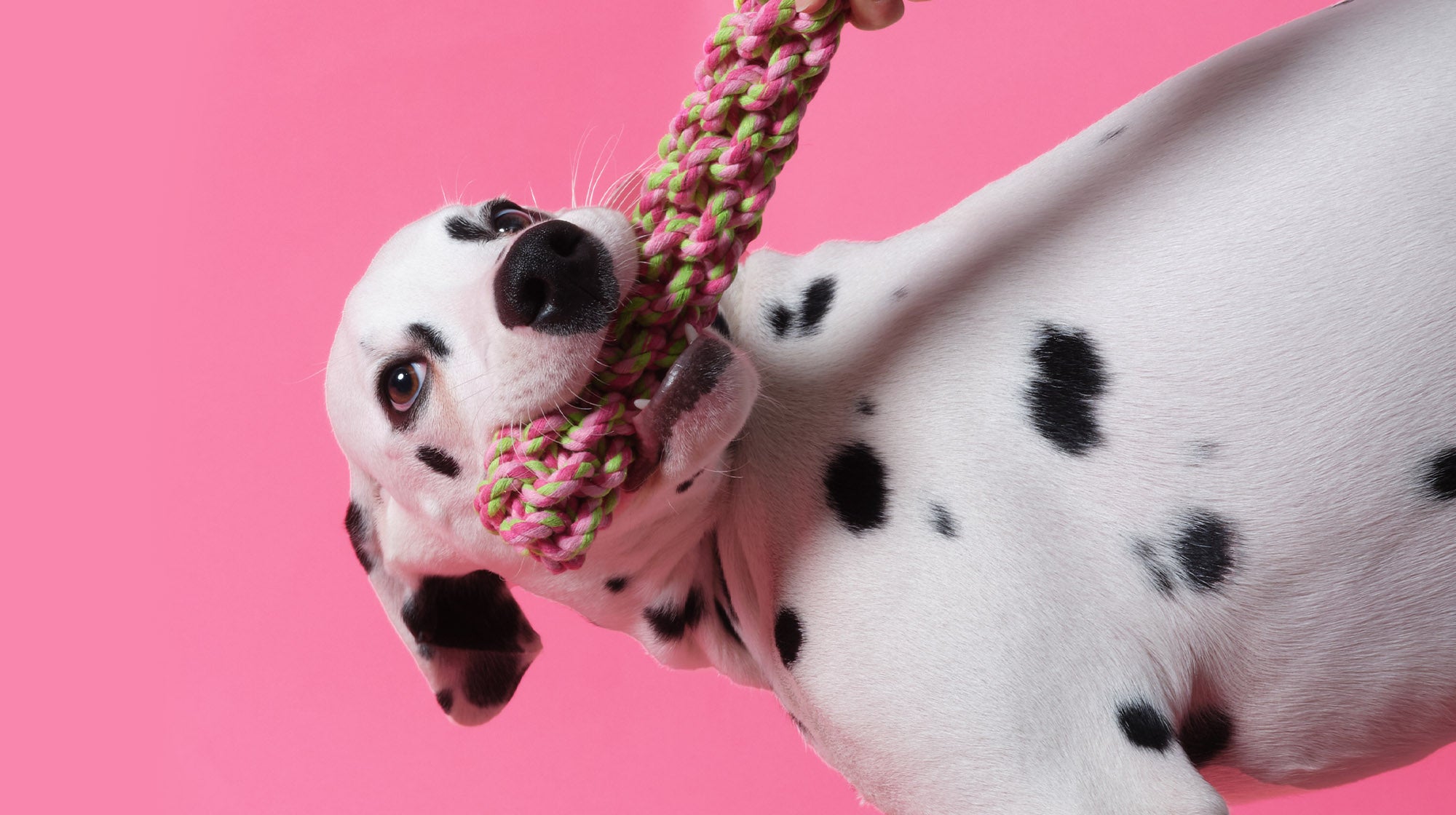Enrichment Activities For Dogs - Including Clever Dog Enrichment Toys You  Can Make Yourself!