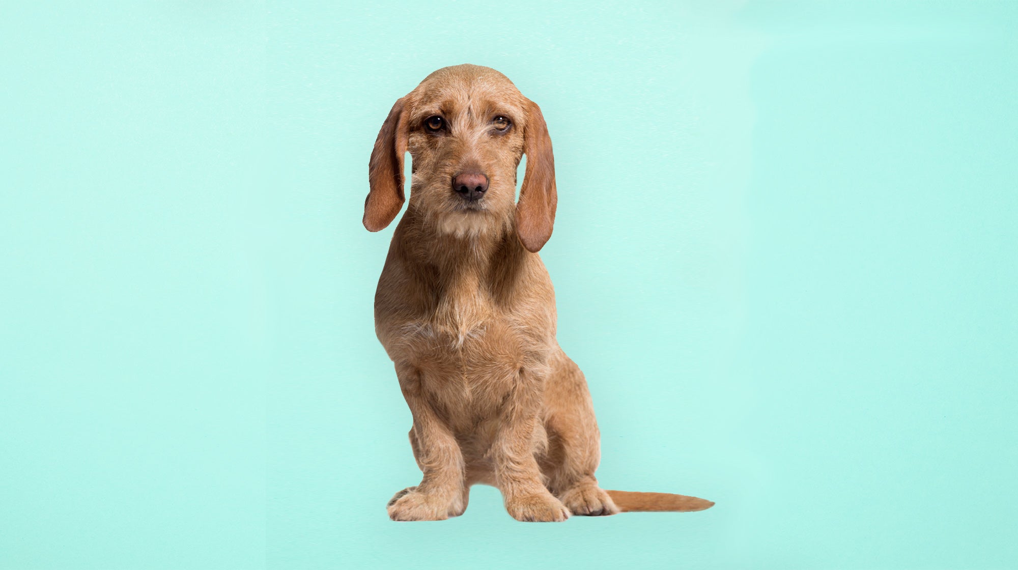 Basset de sale fauve de bretagne