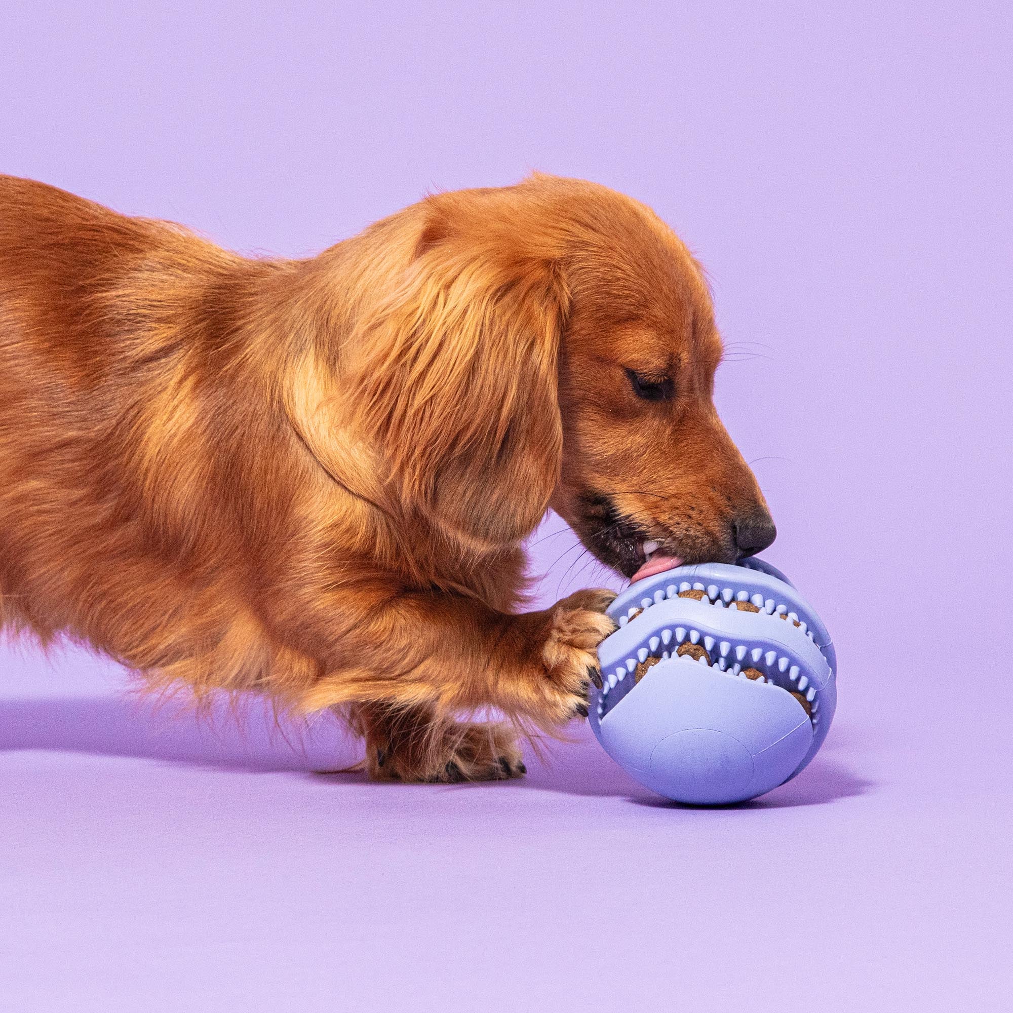 Dog treat puzzle ball online