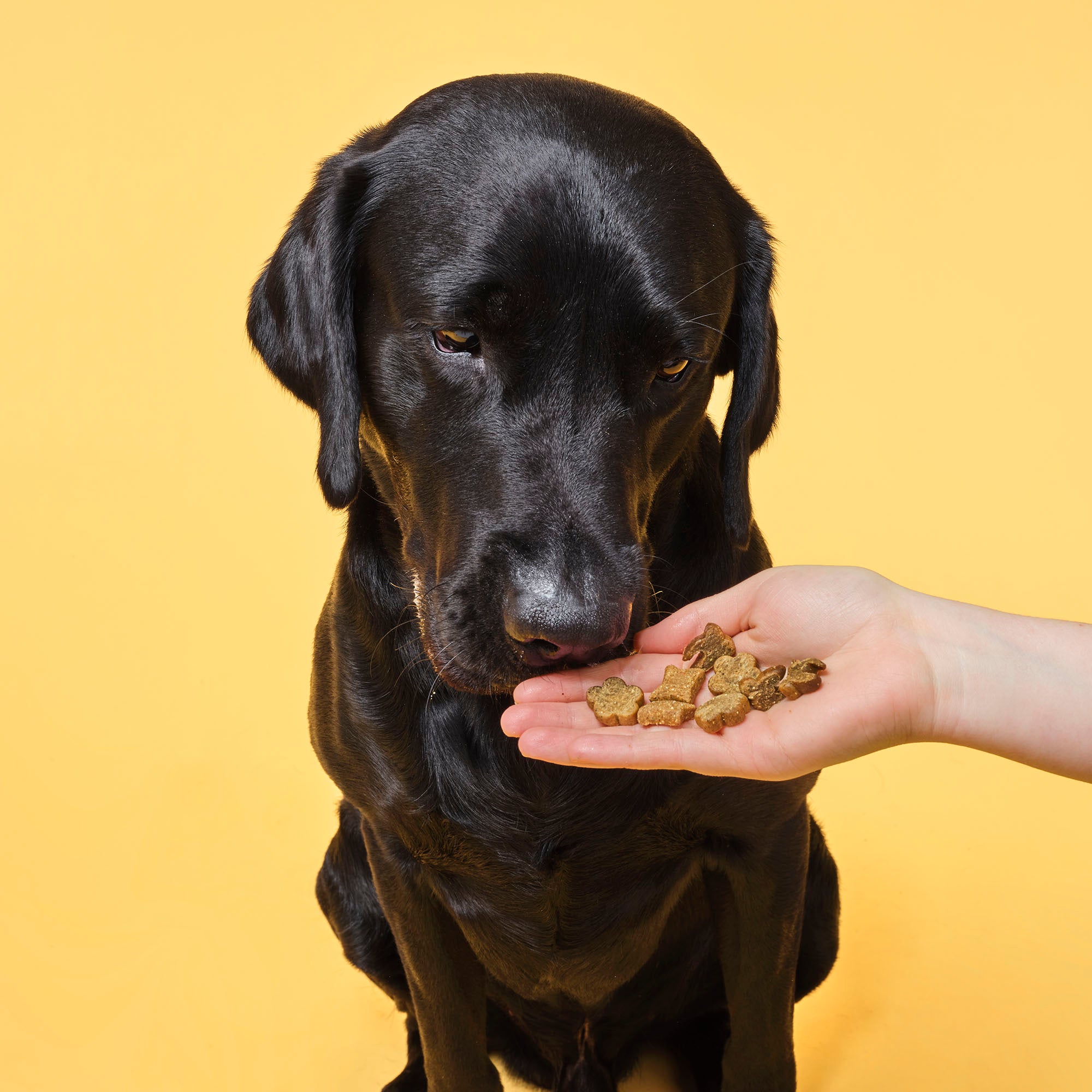 Treats for outlet lab puppies