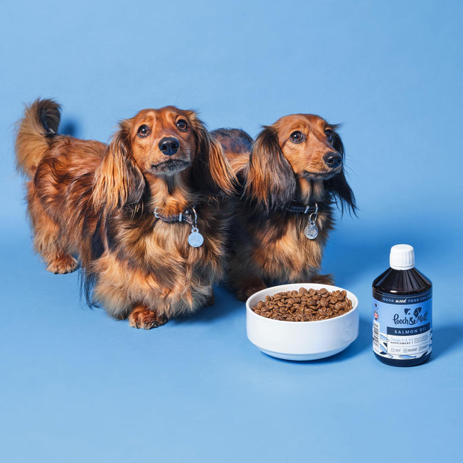 7 Best salmon oil supplements for dogs (tested and reviewed!)